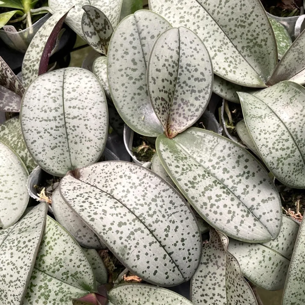 Phalaenopsis schilleriana (silver leaves) - flori parfumate