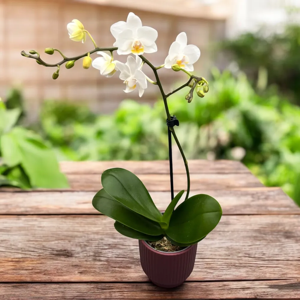 Phalaenopsis Soft Cloud