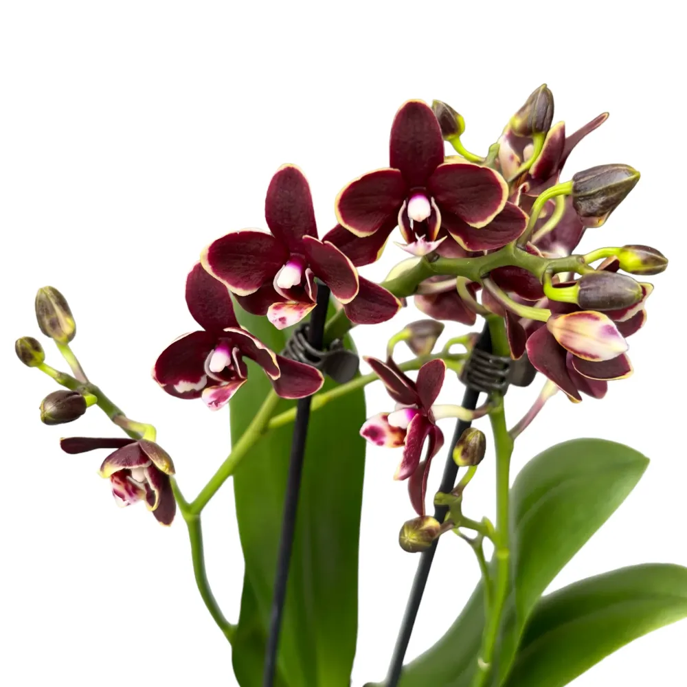 Phalaenopsis Sogo Banana Chocolate D9