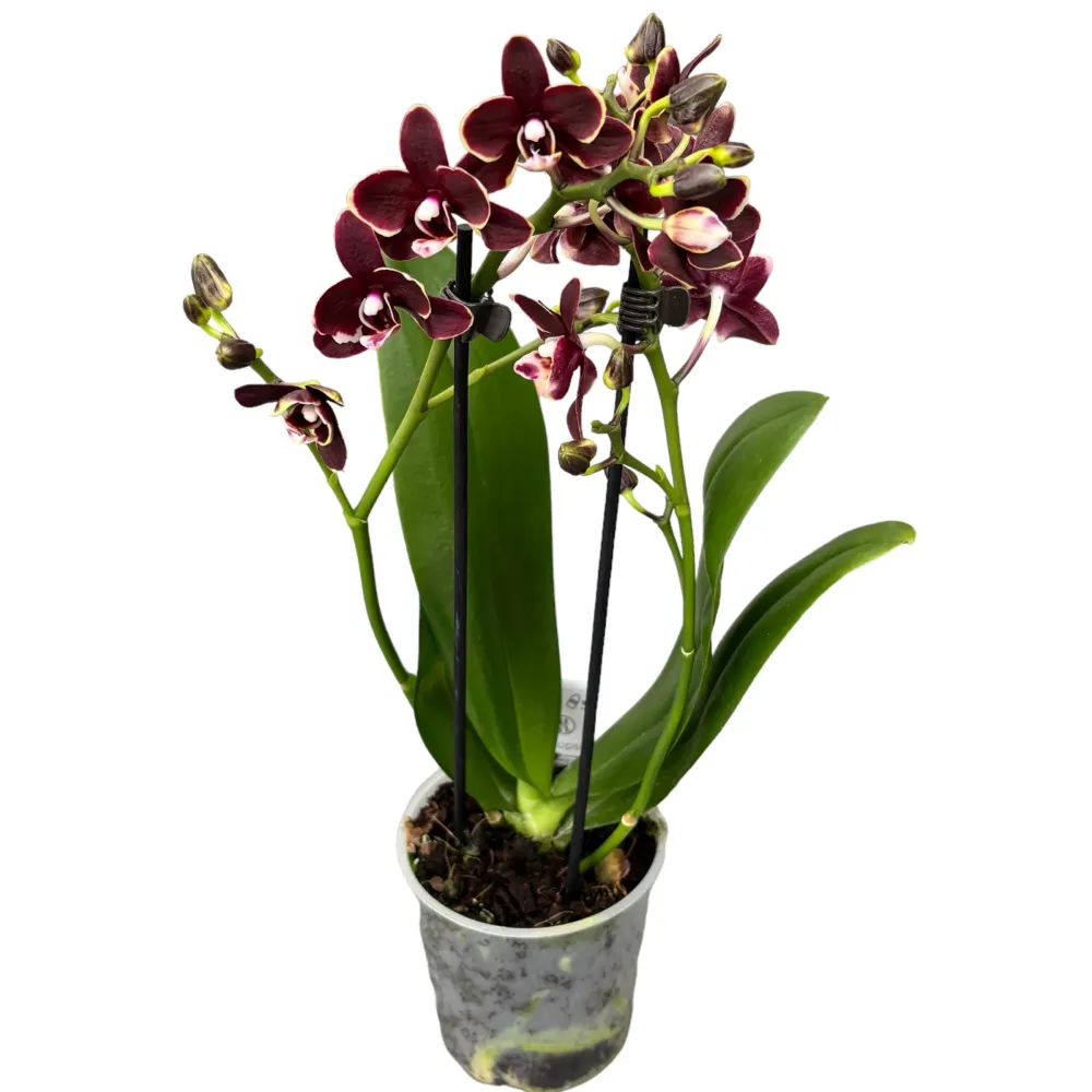 Phalaenopsis Sogo Banana Chocolate D9