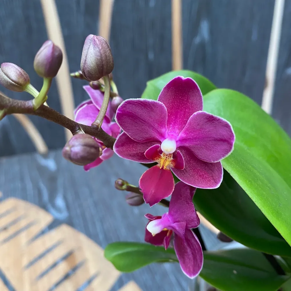 Phalaenopsis Sogo Perfume - flori parfumate