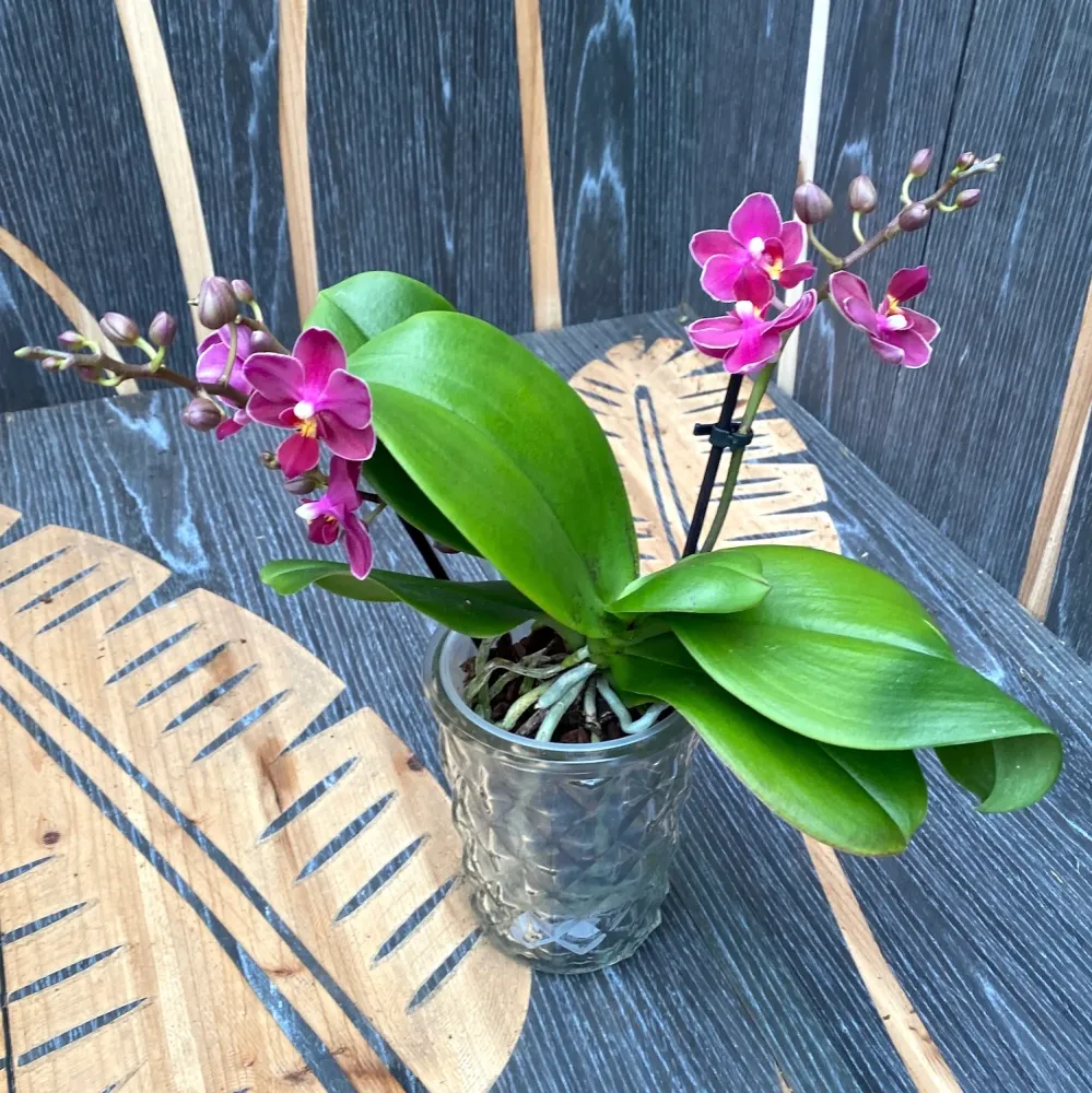 Phalaenopsis Sogo Perfume - flori parfumate