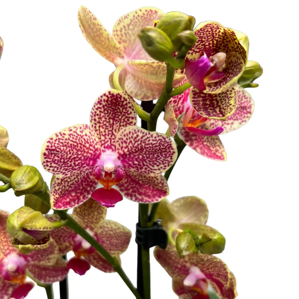 Phalaenopsis Sogo Pikachu (Omen)