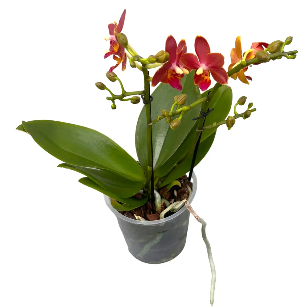 Phalaenopsis Sogo Red Star * flori cerate parfumate