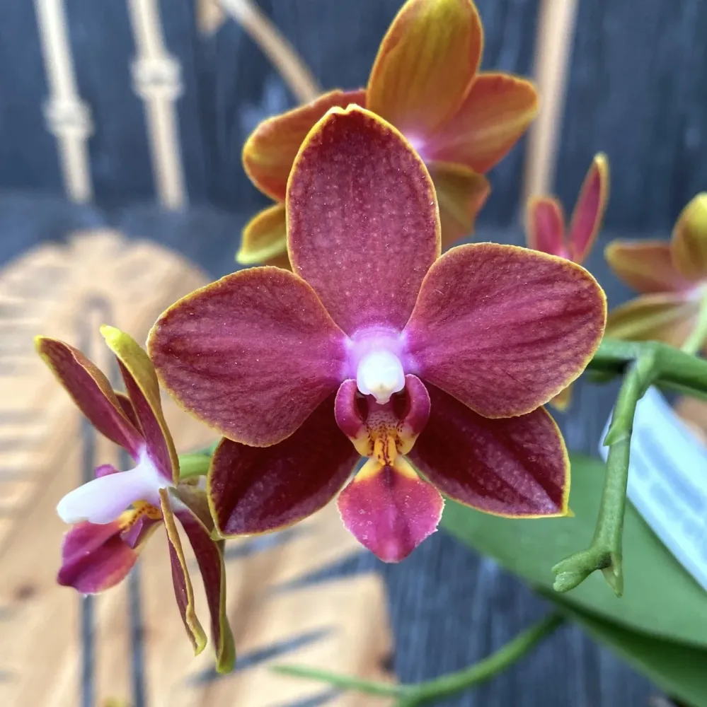 Phalaenopsis Sogo Red Star * flori cerate parfumate