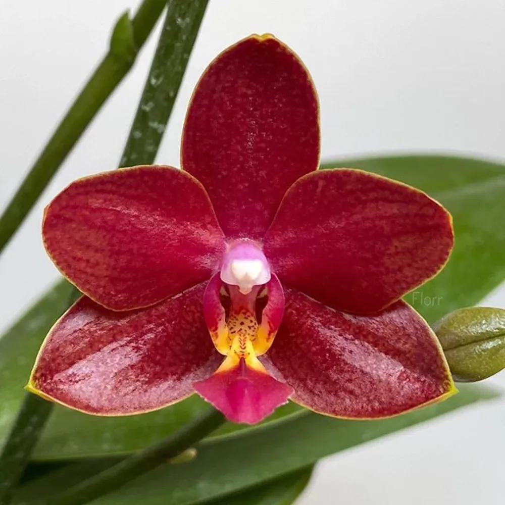 Phalaenopsis Sogo Red Star * flori cerate parfumate