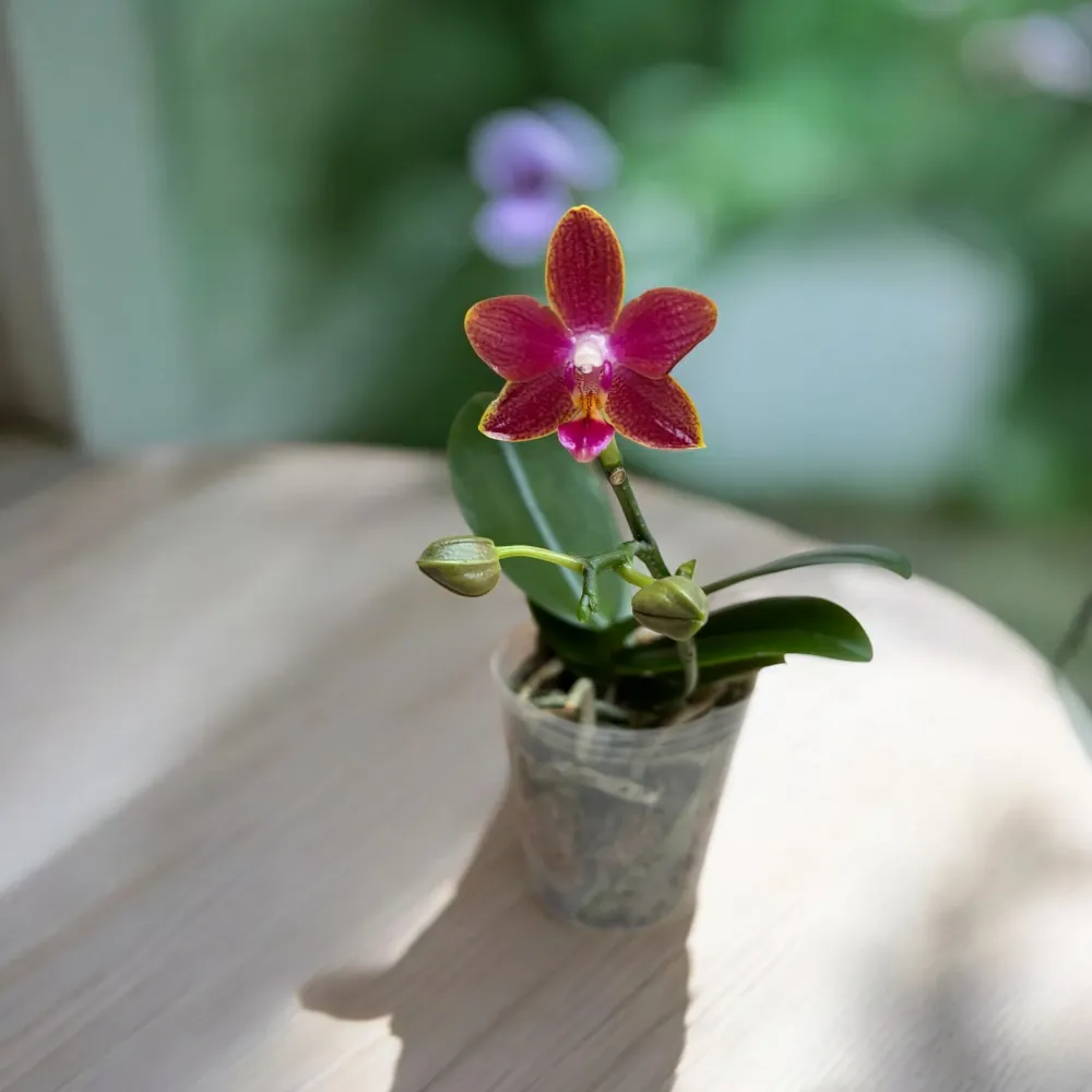 Phalaenopsis Sogo Red Star - flori cerate parfumate
