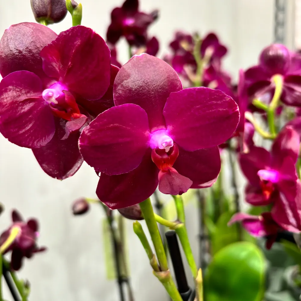 Phalaenopsis Sogo Relex - flori cerate parfumate (NL)