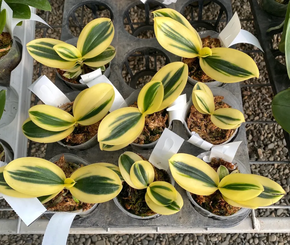 Phalaenopsis Sogo Vivien 'SOGO F858' (super variegation)