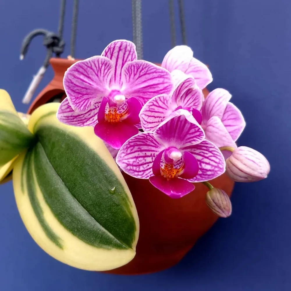 Phalaenopsis Sogo Vivien 'SOGO F858' (super variegation)