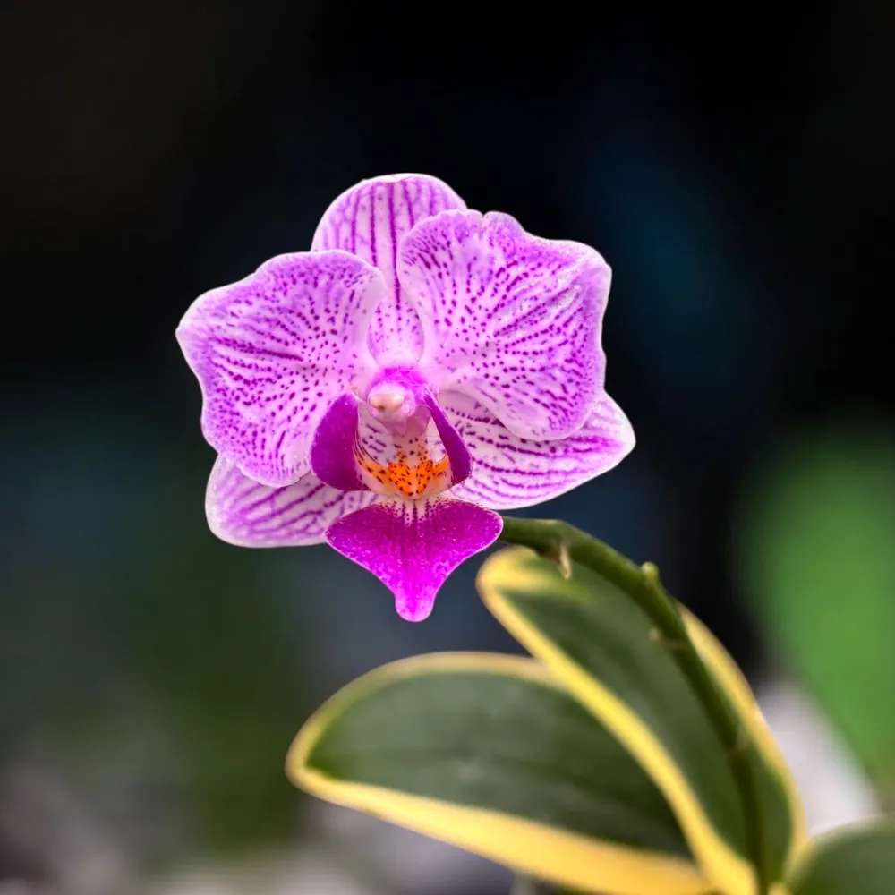 Phalaenopsis Sogo Vivien 'SOGO F858' (variegata & peloric) - unicat half-moon
