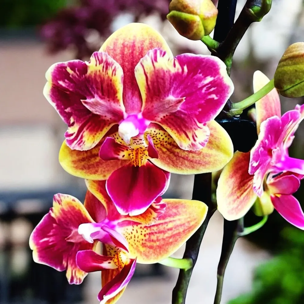 Phalaenopsis Sogo Yellowtris (peloric Butterfly)- parfumat
