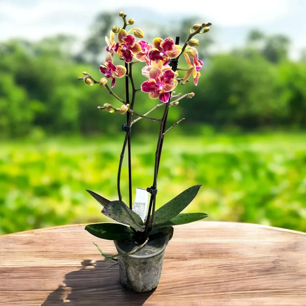 Phalaenopsis Sogo Yellowtris (peloric Butterfly)- parfumat
