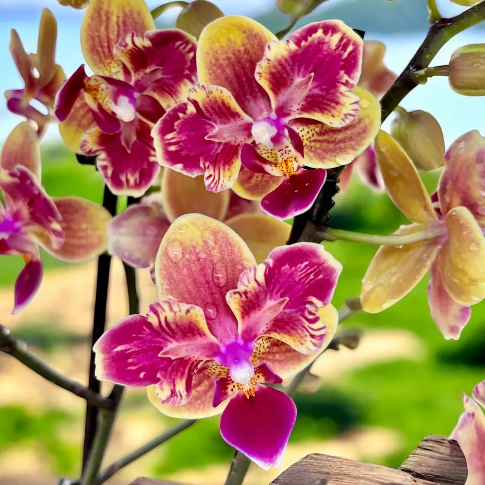 Phalaenopsis Sogo Yellowtris (peloric Butterfly)- parfumat