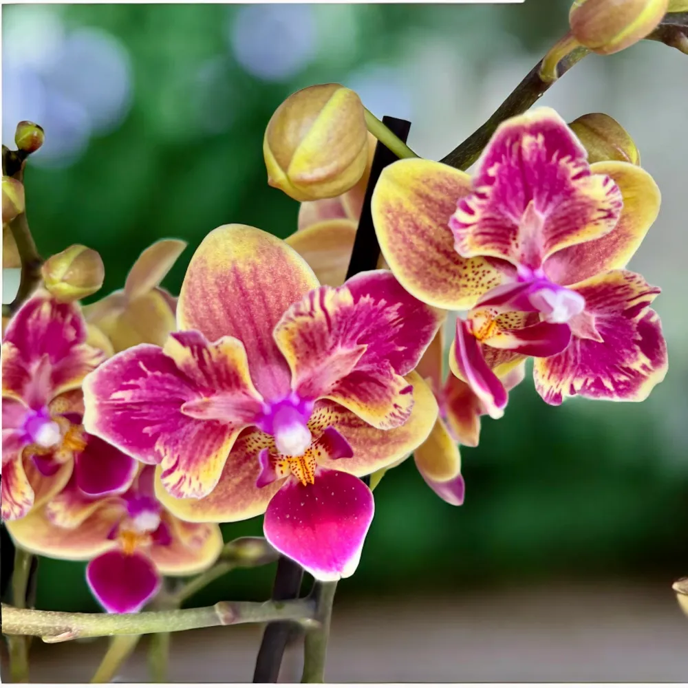 Phalaenopsis Sogo Yellowtris (peloric Butterfly)- parfumat