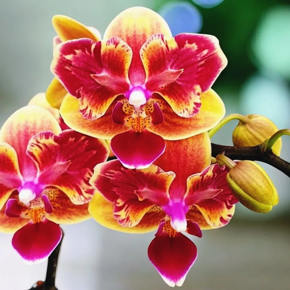 Phalaenopsis Sogo Yellowtris (peloric Butterfly)- parfumat