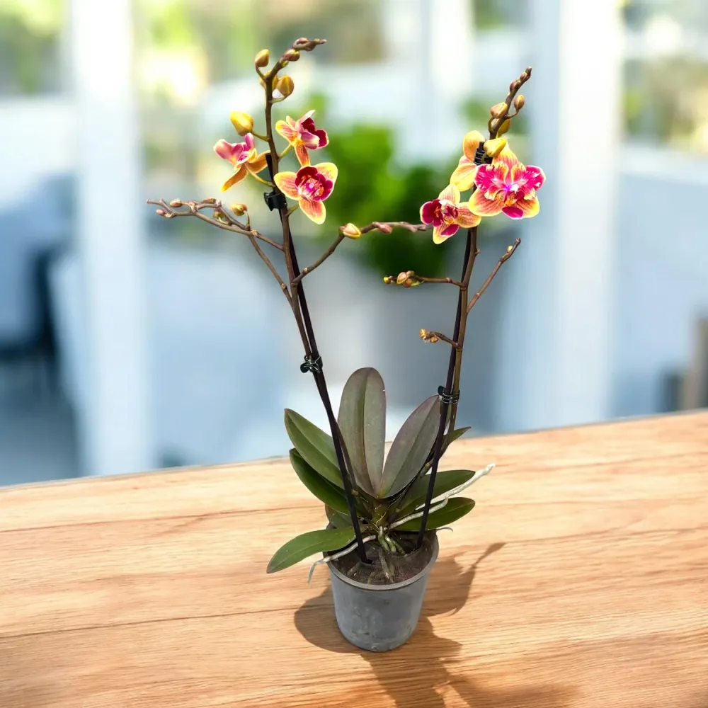 Phalaenopsis Sogo Yellowtris peloric (unicat)