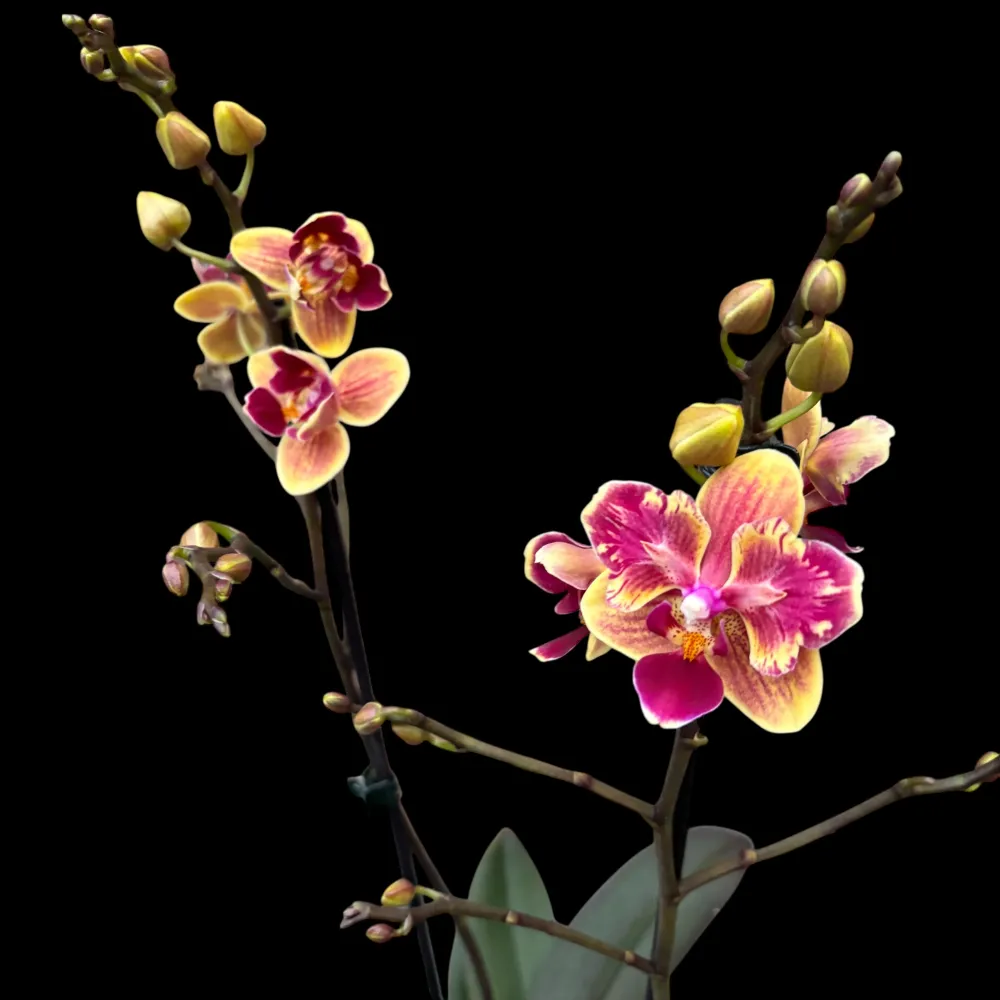 Phalaenopsis Sogo Yellowtris peloric (unicat)