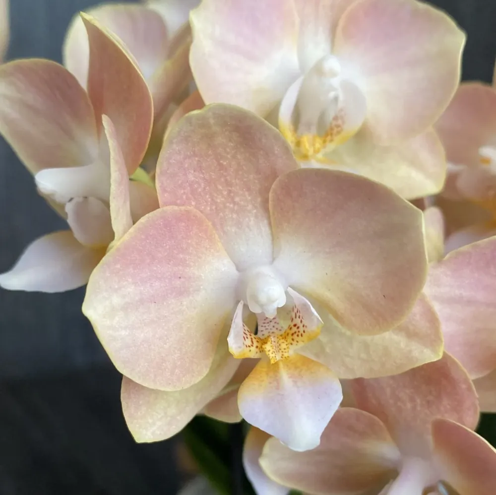 Phalaenopsis speciala PH145 - intens parfumata