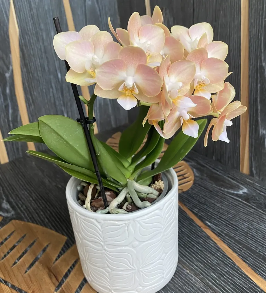 Phalaenopsis speciala PH145 - intens parfumata
