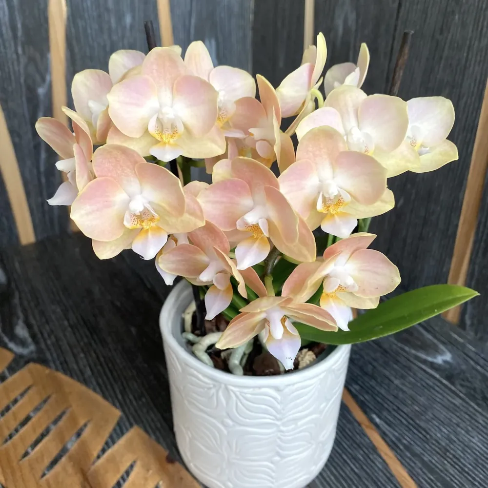 Phalaenopsis speciala PH145 - intens parfumata