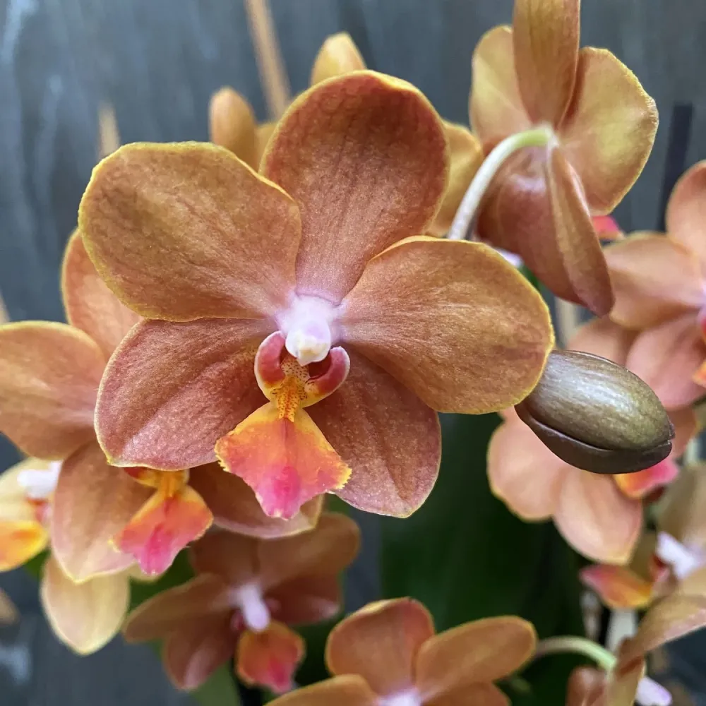 Phalaenopsis speciala PH200 - flori parfumate