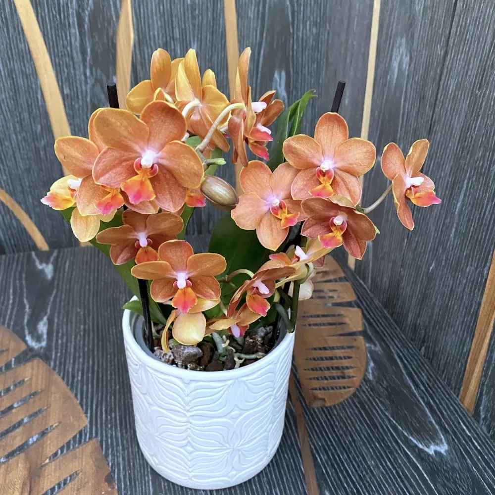Phalaenopsis speciala PH200 - flori parfumate