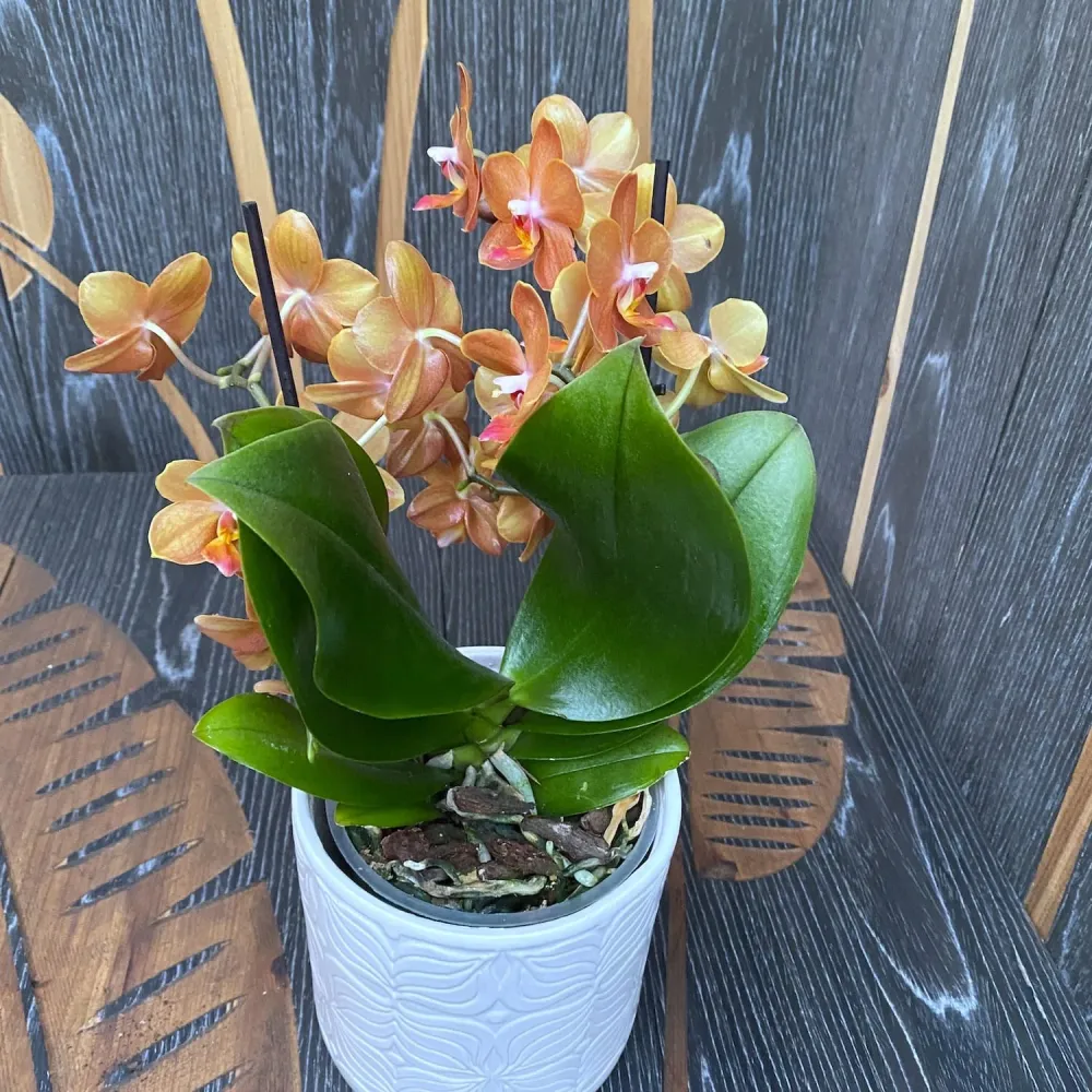 Phalaenopsis speciala PH200 - flori parfumate