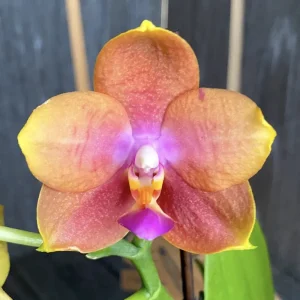 Phalaenopsis speciala PH222 - parfumata