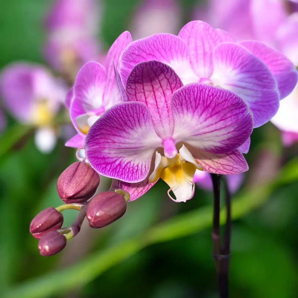 Phalaenopsis ‘Split’ (Free Spirit Pink) - orhidee cu tija ramificata si flori roz de poveste