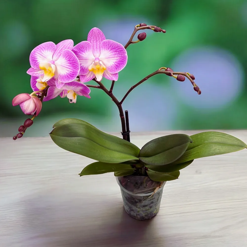 Phalaenopsis ‘Split’ (Free Spirit Pink) - orhidee cu tija ramificata si flori roz de poveste