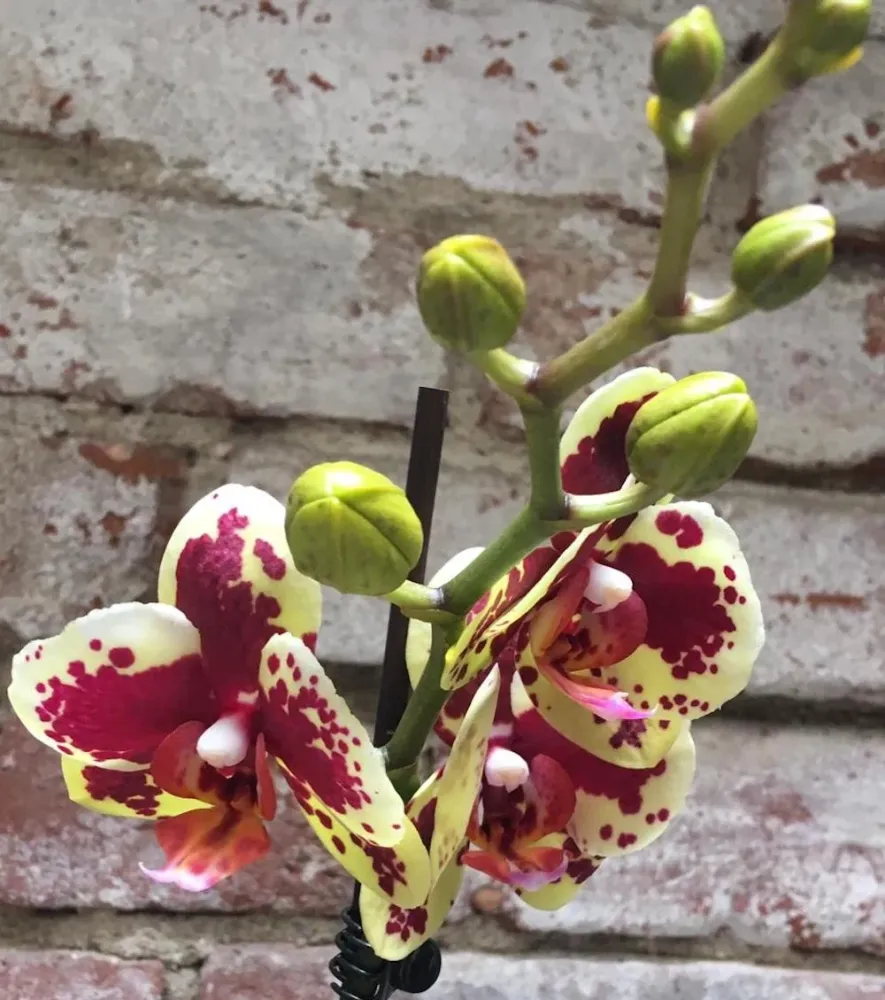 Phalaenopsis Starfish