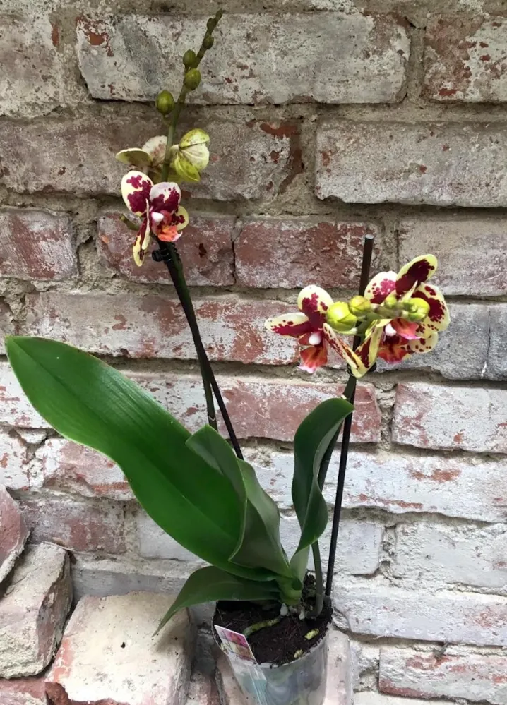 Phalaenopsis Starfish