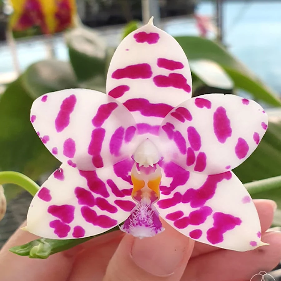 Phalaenopsis KS Super Zebra '183' *flori parfumate