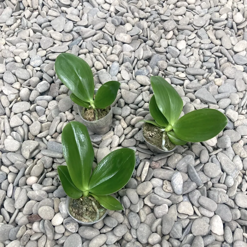 Phalaenopsis KS Super Zebra '183' *flori parfumate