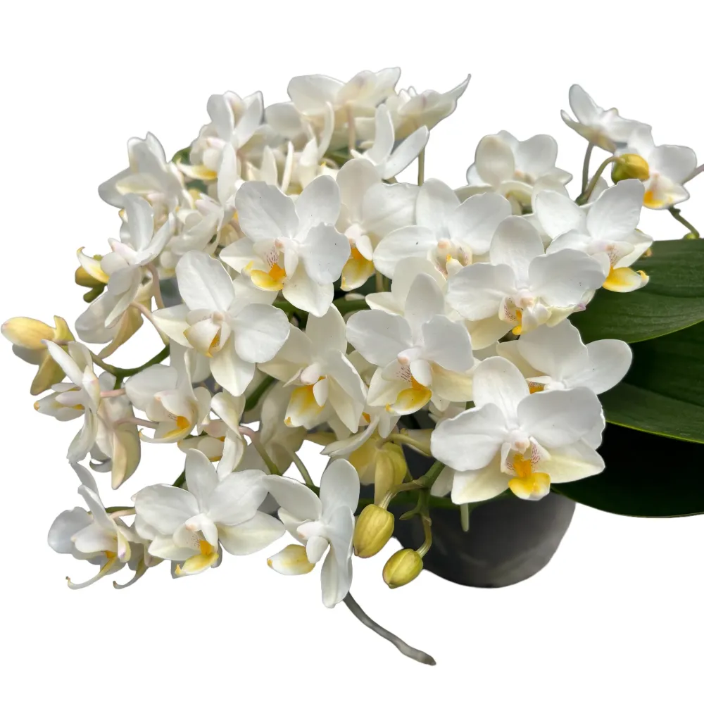 Phalaenopsis Table Whitney