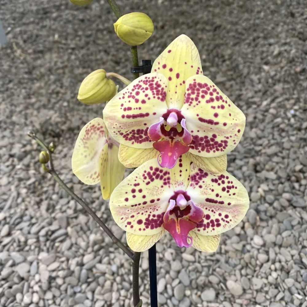 Phalaenopsis Total Cool