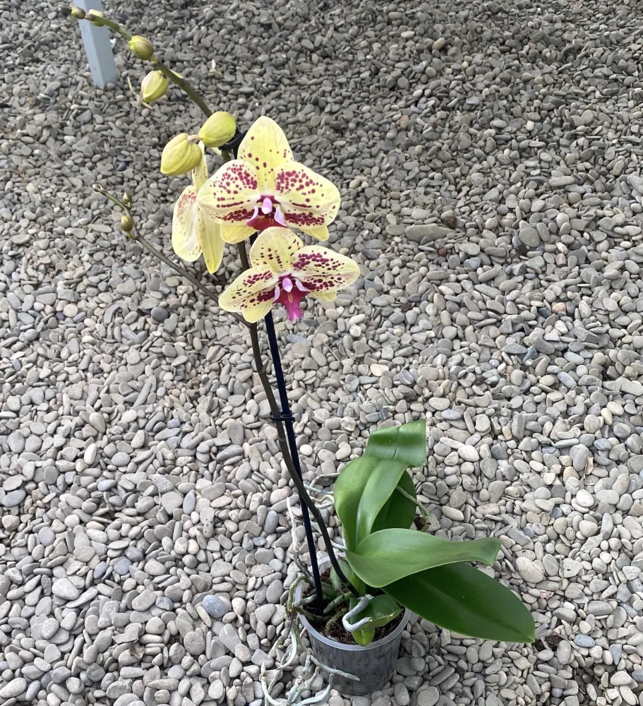 Phalaenopsis Total Cool