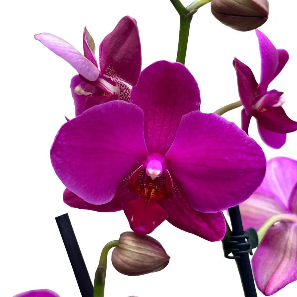 Phalaenopsis Vivaldi