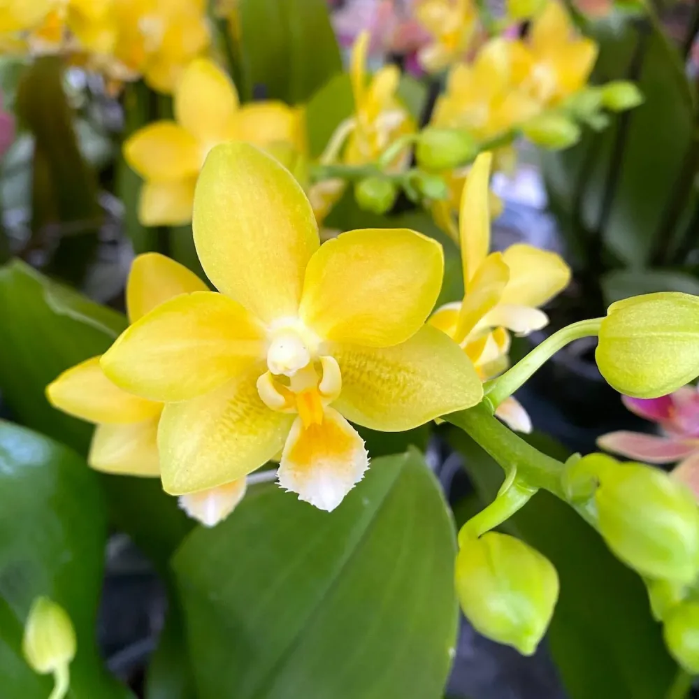 Phalaenopsis Yaphon Perfume 'Yellow' *parfumata