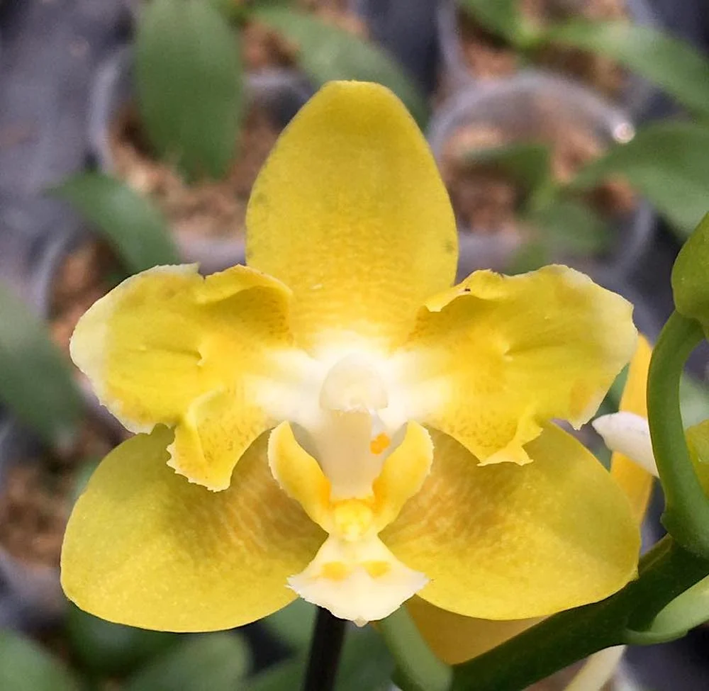 Phalaenopsis Yaphon Perfume 'Yellow' *parfumata