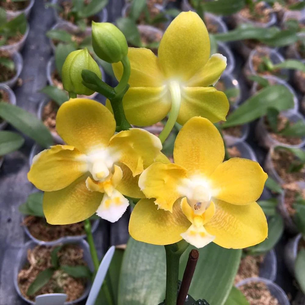 Phalaenopsis Yaphon Perfume 'Yellow' *parfumata