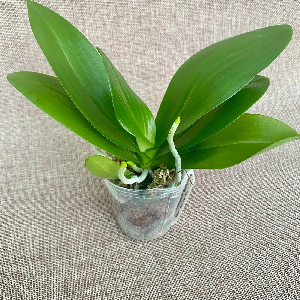 Phalaenopsis Yaphon Perfume 'Yellow' *parfumata