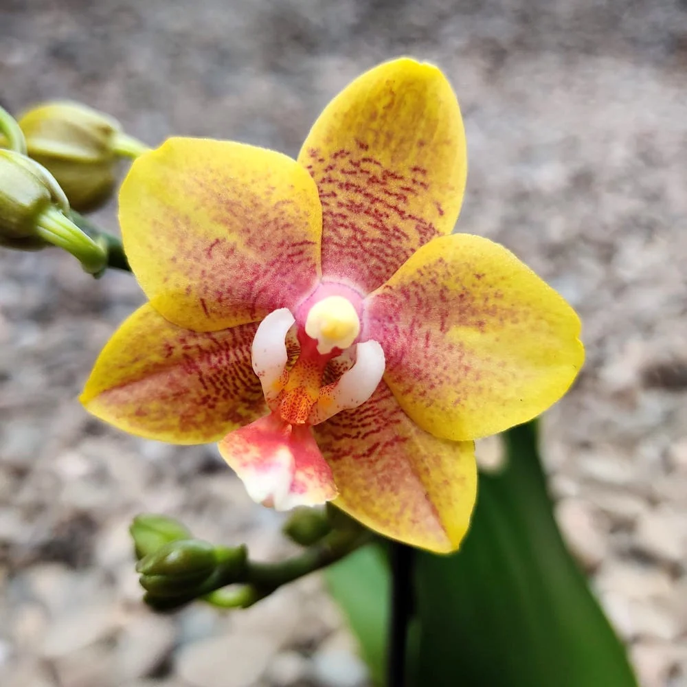 Phalaenopsis Yellow Wave *parfumat