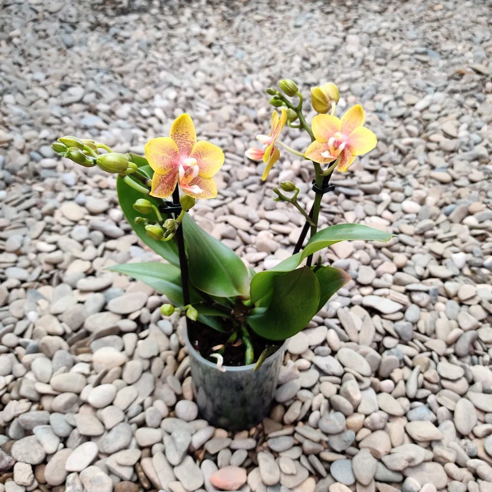 Phalaenopsis Yellow Wave *parfumat