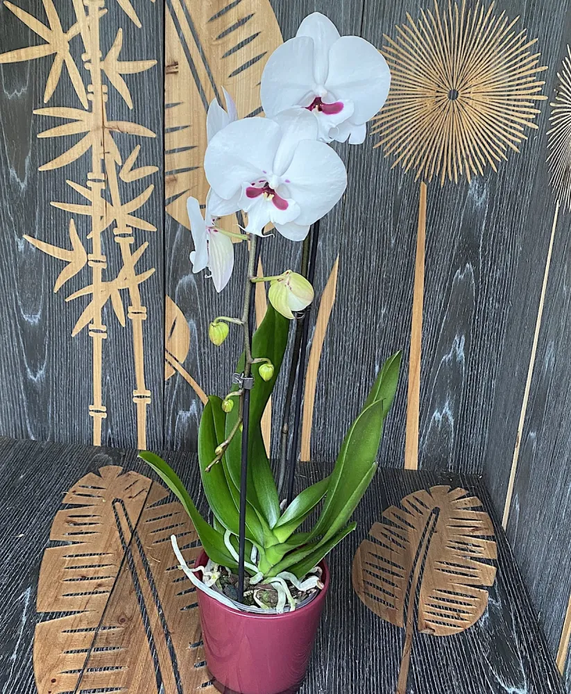 Phalaenopsis Younghome Gentleman 'Moustache' (Reyoung Prince) - big lip