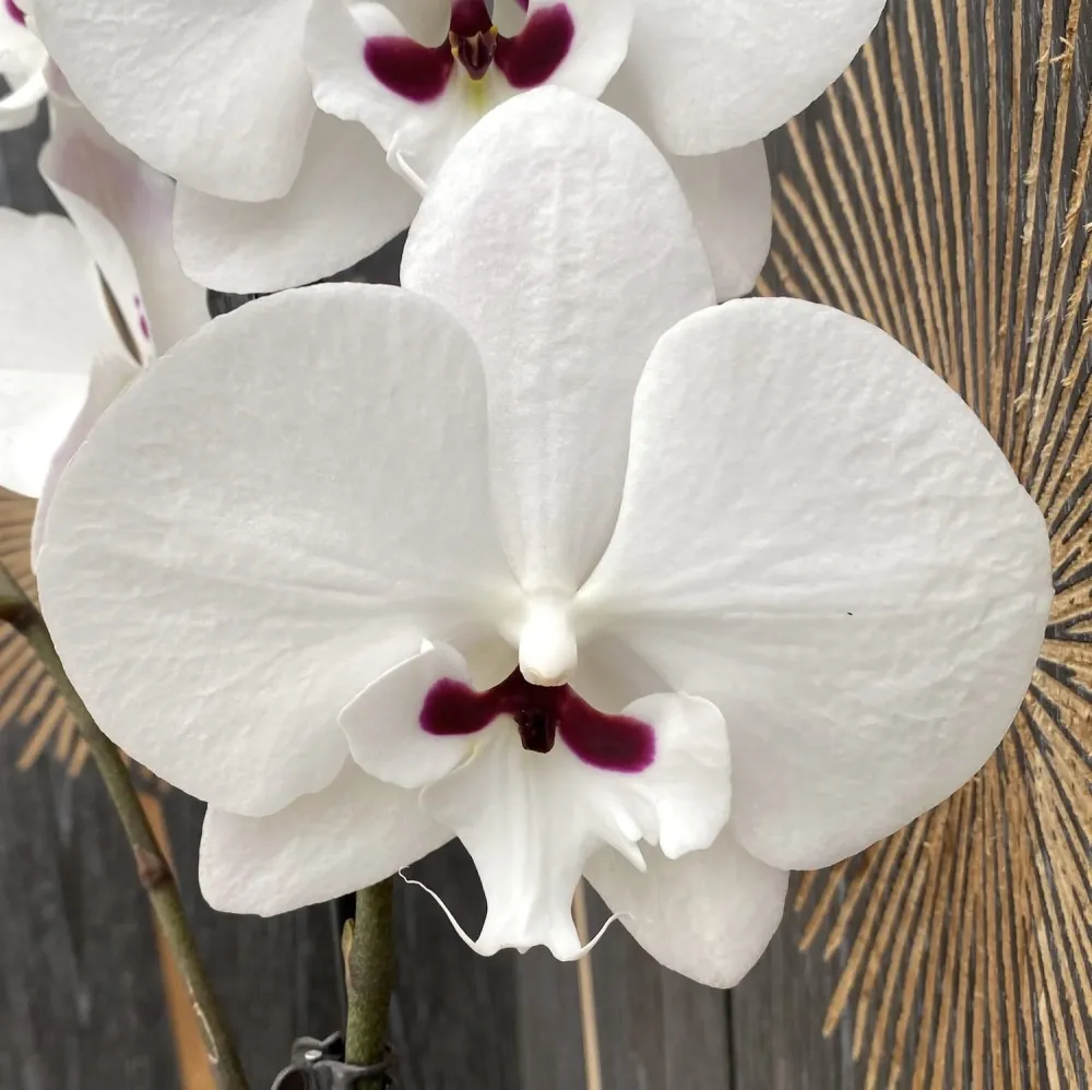 Phalaenopsis Younghome Gentleman 'Moustache' (Reyoung Prince) - big lip