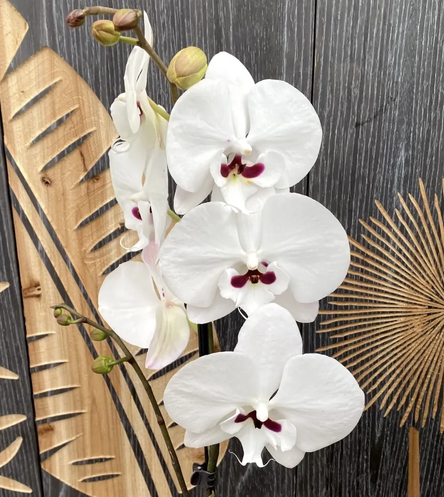 Phalaenopsis Younghome Gentleman 'Moustache' (Reyoung Prince) - big lip
