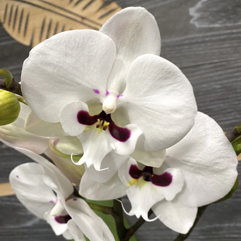 Phalaenopsis Younghome Gentleman 'Moustache' (Reyoung Prince) - big lip