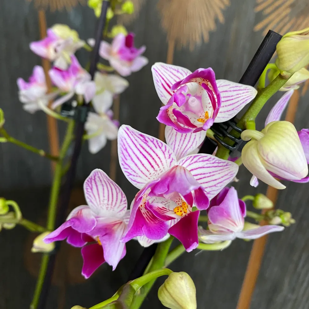 Phalaenopsis Younghome Lucky Star (0018 - peloric) (Olanda)
